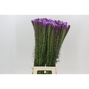 Liatris Spicata