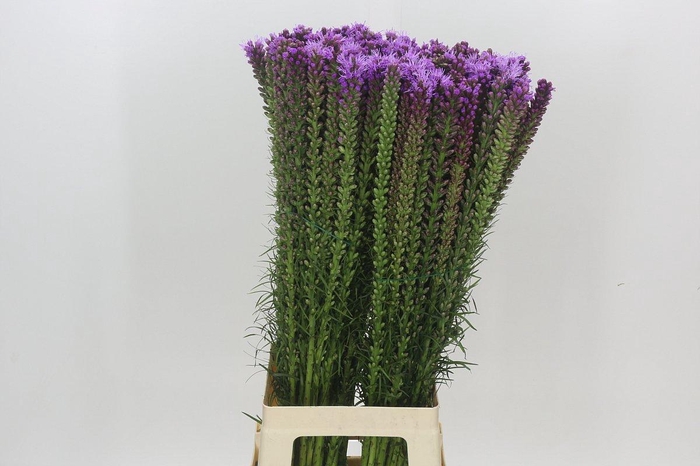 <h4>Liatris Spicata</h4>