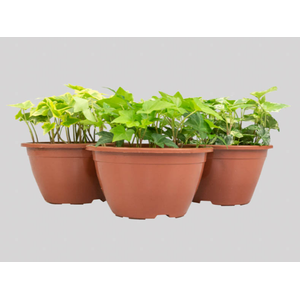 HEDERA VARIADA C13