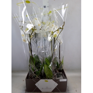 Phalaenopsis   ...white