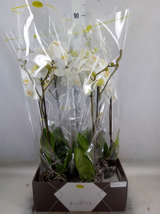 <h4>Phalaenopsis   ...white</h4>