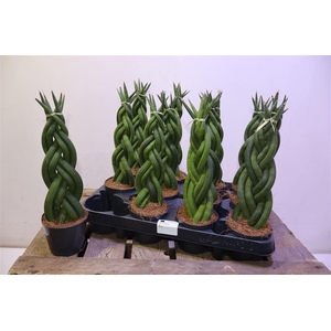 arr8 Sansev Cylindrica Ov