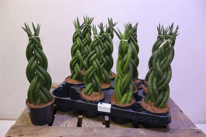 <h4>arr8 Sansev Cylindrica Ov</h4>