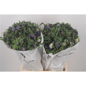 Anemone Mistral Azzurr Pale Blue