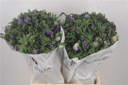 <h4>Anemone Mistral Azzuro Pale Blue</h4>