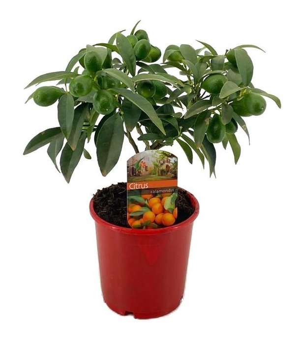 <h4>Citrus calamondin</h4>