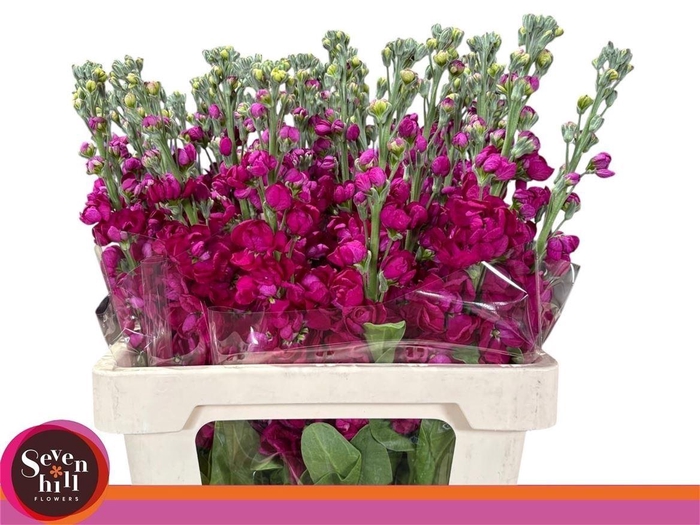 <h4>Matth Francesca</h4>