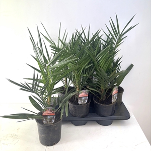 PHOENIX CANARIENSIS