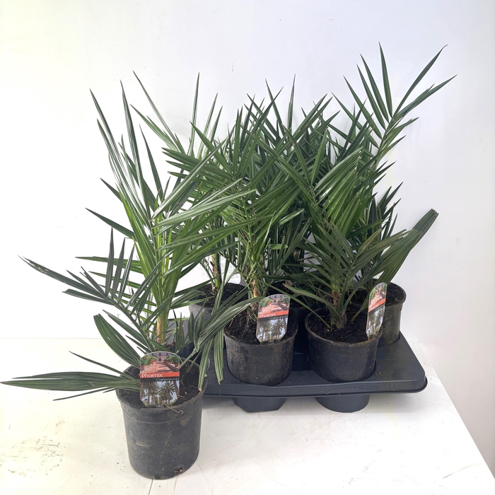 <h4>PHOENIX CANARIENSIS</h4>