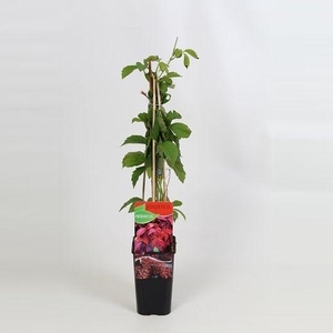 Parthenocissus Quinquefolia