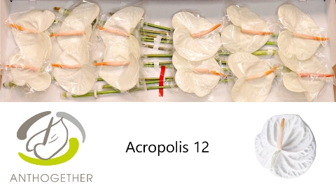 <h4>Anthurium Acropolis</h4>