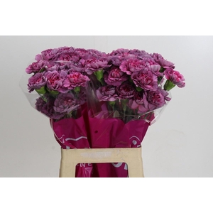 DIANTHUS ST HYPNOSIS*