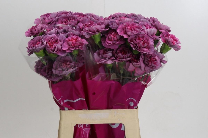 <h4>DIANTHUS ST HYPNOSIS*</h4>