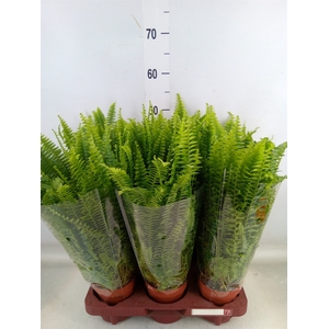 Nephrolepis exal. 'Green Lady'