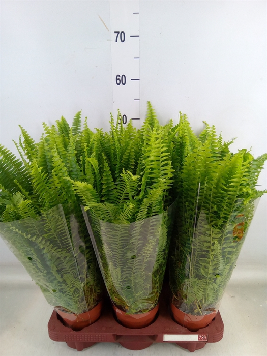 <h4>Nephrolepis exal. 'Green Lady'</h4>