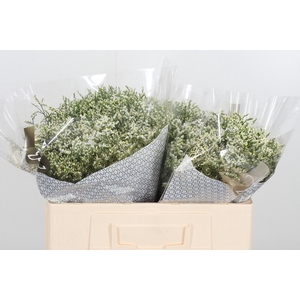 Lim Sin Clear Diamon