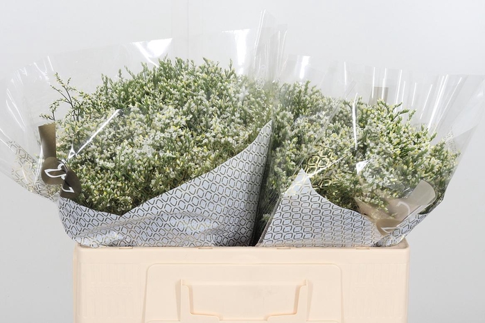 <h4>Lim Sin Clear Diamon</h4>