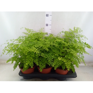 Adiantum raddi. 'Fragrans'