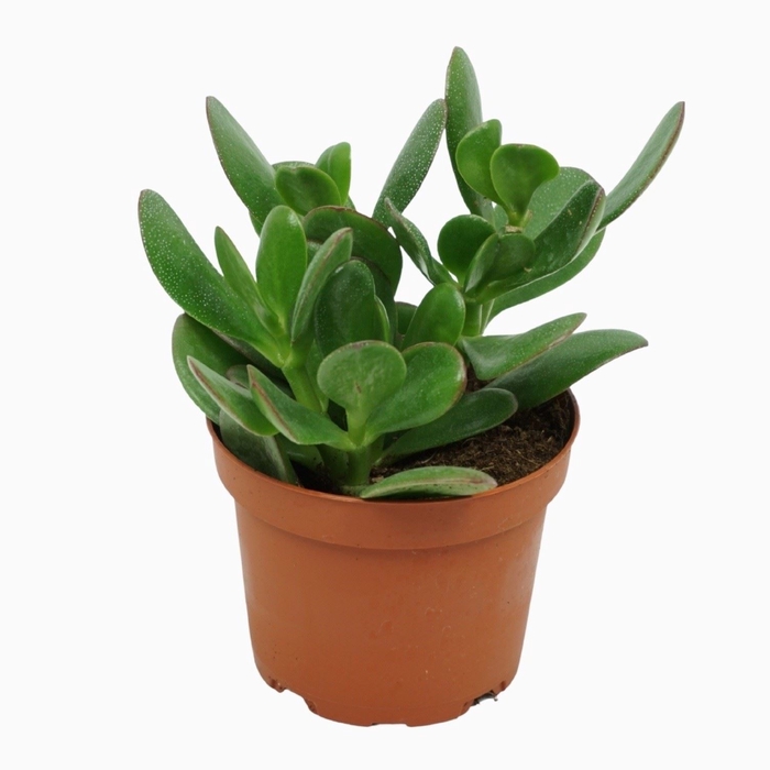 <h4>Crassula ovata</h4>