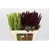 Amaranthus gemengd