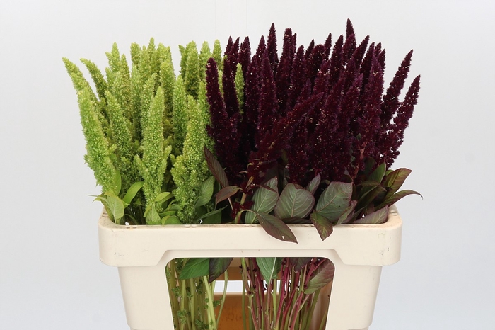 Amaranthus gemengd