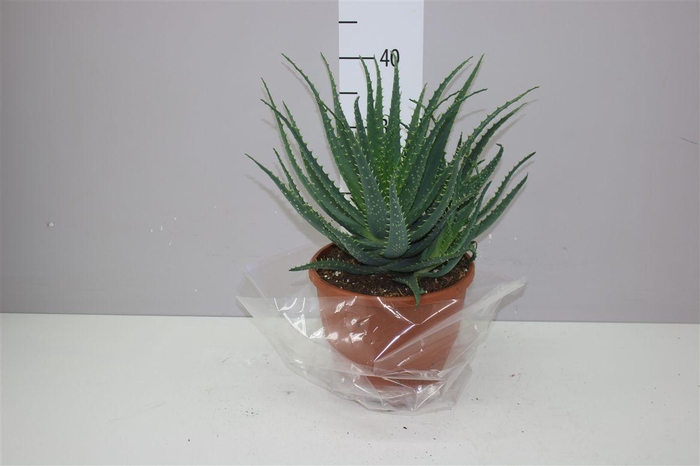 <h4>Aloe Arborescens Xl</h4>