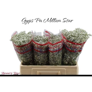 GYPS PA MILLION STAR