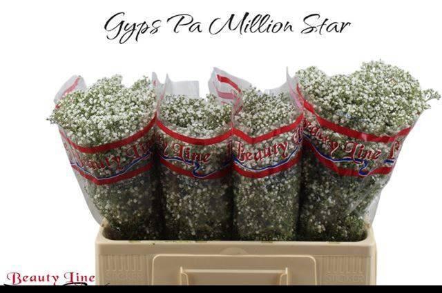 <h4>GYPS PA MILLION STAR</h4>