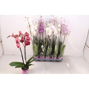 PHAL GEM 5 KL