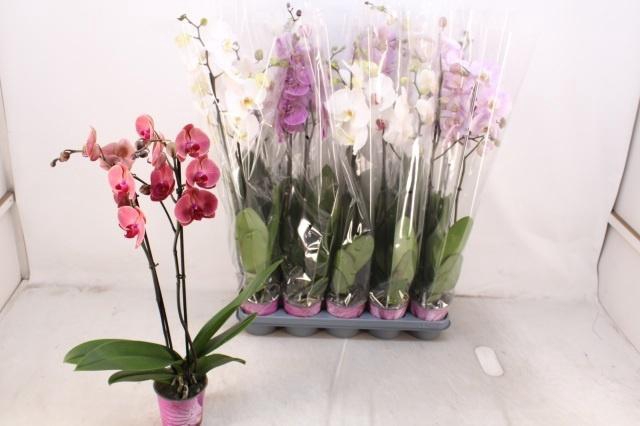 <h4>PHAL GEM 5 KL</h4>