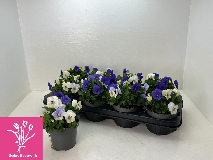 <h4>VIO TRICOLOR</h4>