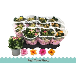 KAL GE GEM TWEEKL BL