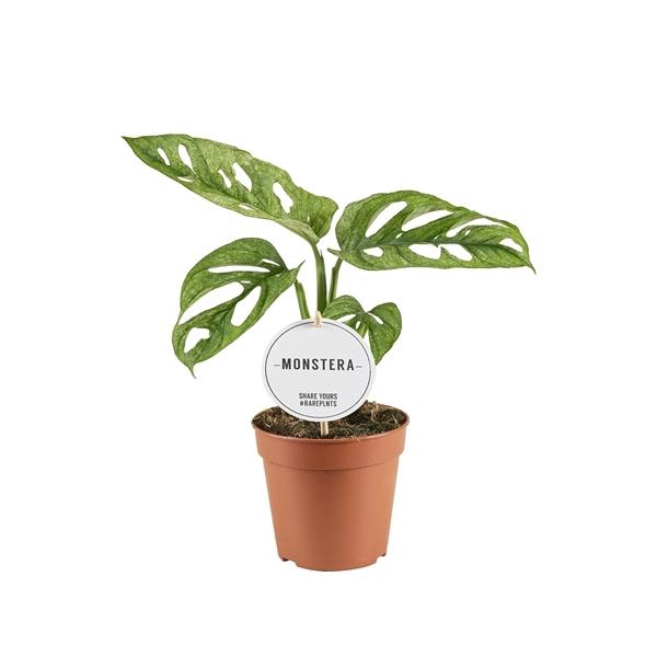 <h4>Monstera obliqua ('Leichtlinii')</h4>