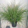 CORTADERIA SEL. PUMILA P40