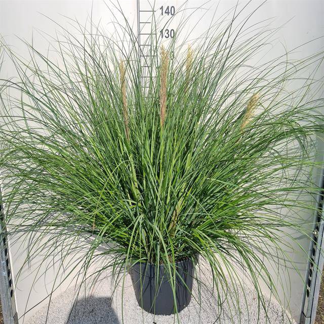 CORTADERIA SEL. PUMILA P40