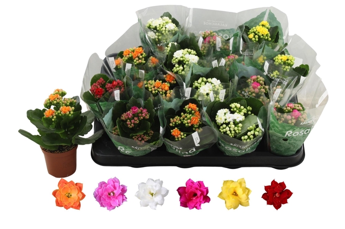 <h4>KAL GE RO GEM 6 KL</h4>