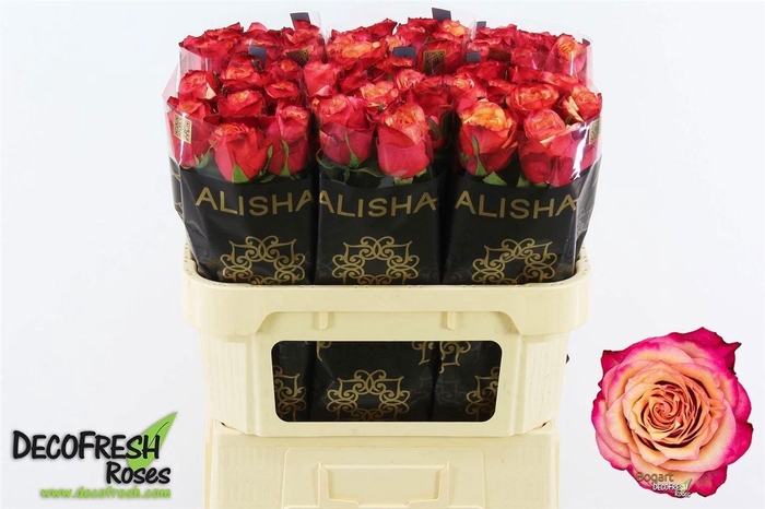 <h4>R Gr Bogart-bb</h4>