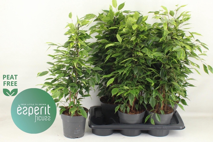 <h4>FIC BE ANASTASIA</h4>