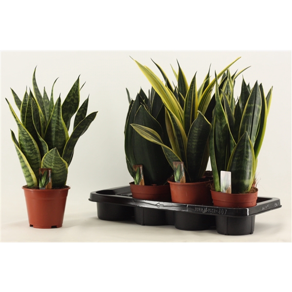 <h4>Sansevieria Super mix 14 cm</h4>