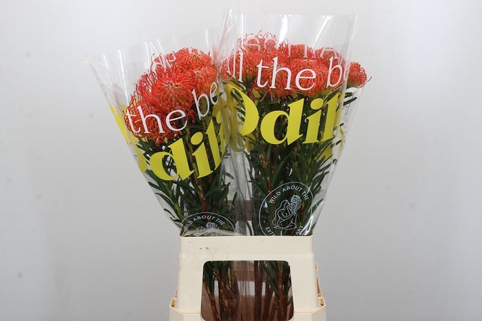 <h4>Nutans Succession</h4>