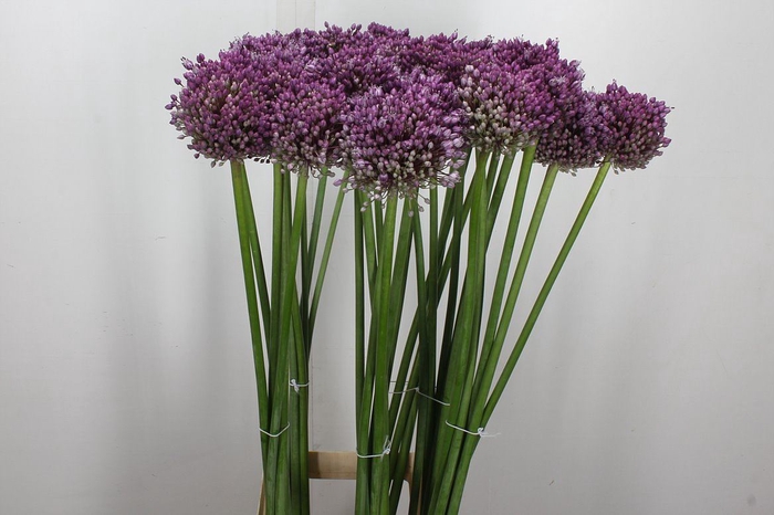 <h4>Allium  'Jasmine'</h4>