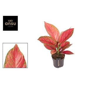 Aglaonema Ruby Love
