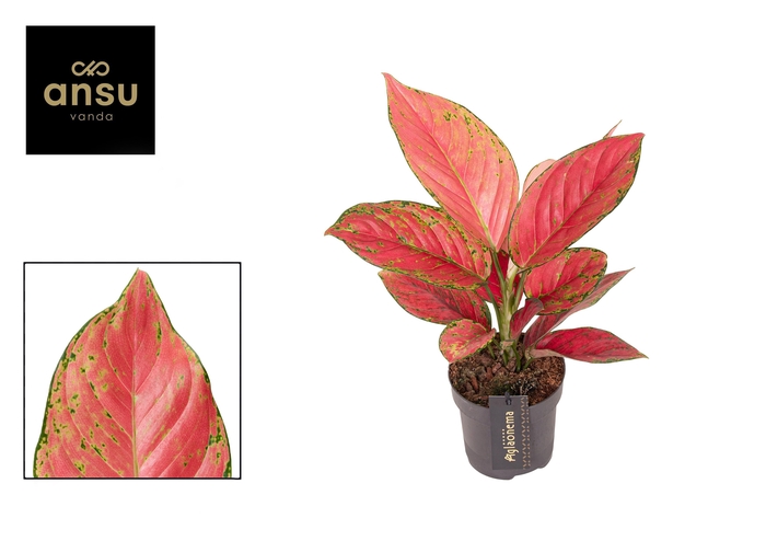 <h4>Aglaonema Ruby Love</h4>