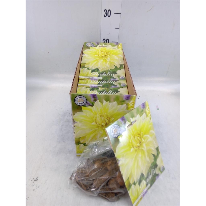 <h4>Dahlia   ...flowerbulbs</h4>