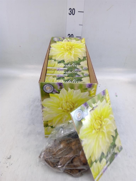 <h4>Dahlia   ...flowerbulbs</h4>