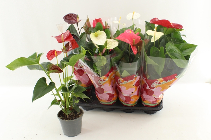 <h4>ANTHURIUM MIX P14</h4>