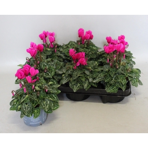 Cyclamen Super Serie Purple