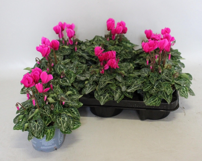 <h4>Cyclamen Super Serie Purple</h4>