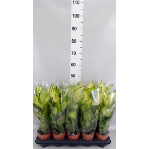 Dieffenbachia 'Amy'
