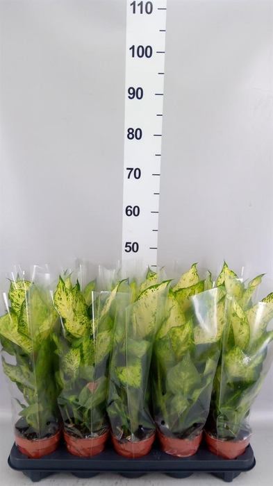 <h4>Dieffenbachia 'Amy'</h4>
